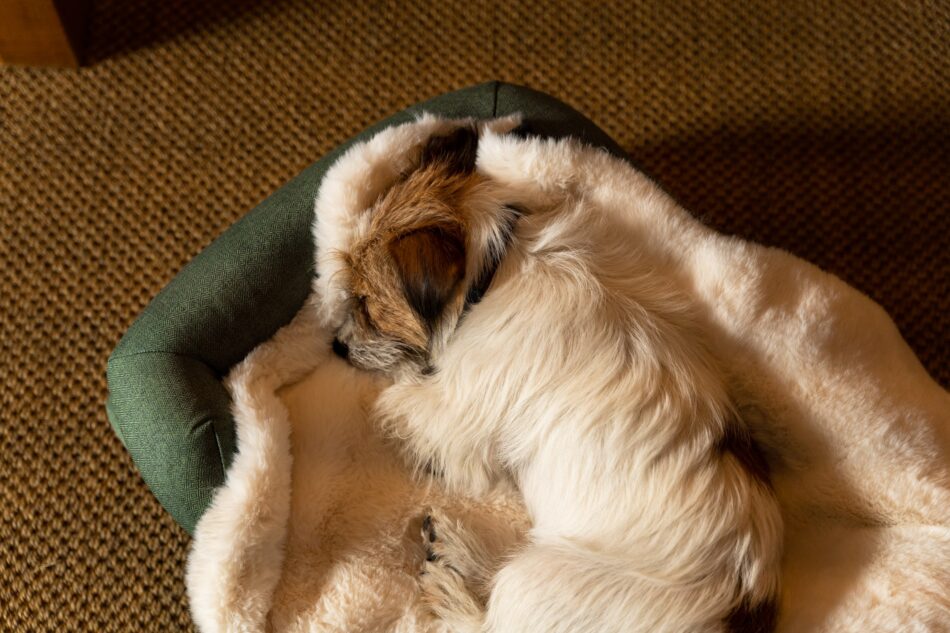Terrier che si rilassa dopo una giornata alla spa su una coperta elegante in finta pelle di pecora di Omlet