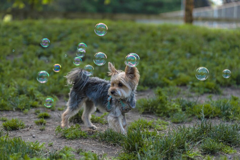 Yorkshire Terrier che gioca con delle bolle all’aperto