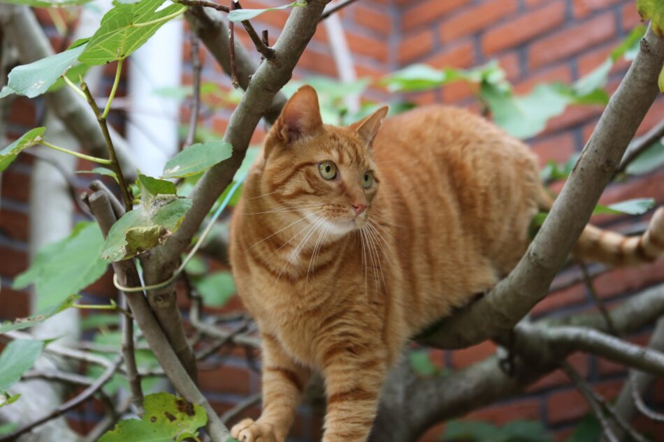 Gatto rosso su un albero
