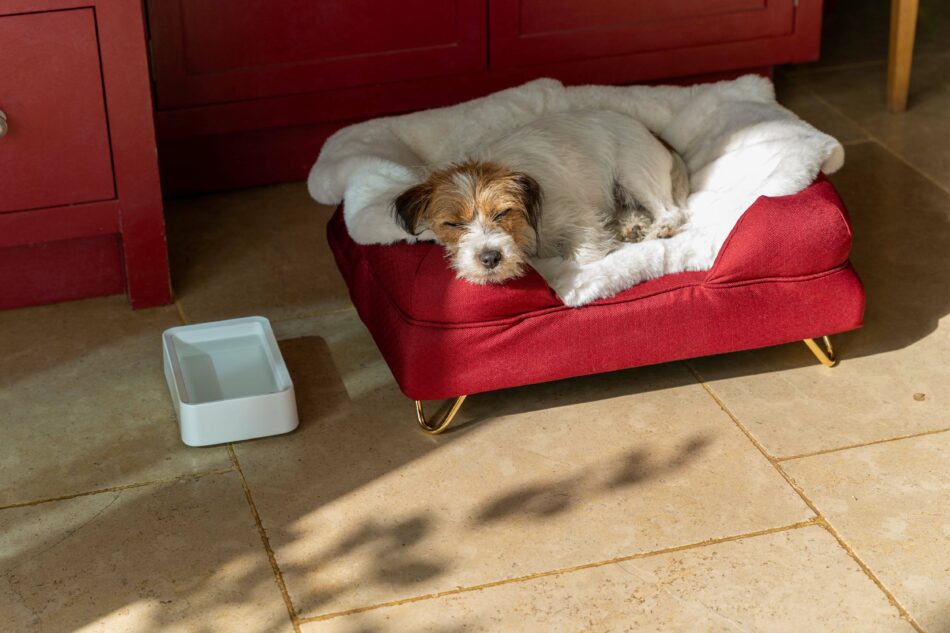 Cane addormentato su una coperta in pelle di pecora di Omlet accanto a una ciotola di cibo di Omlet 