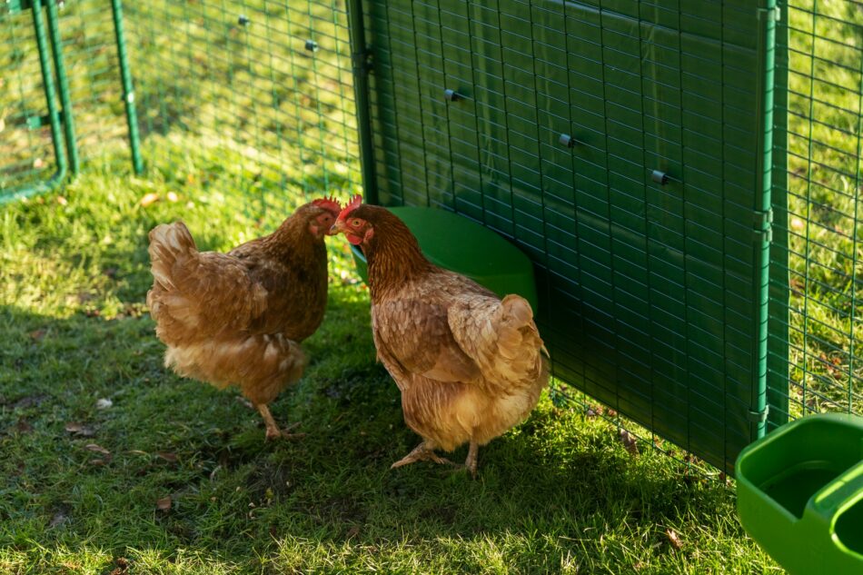 Due galline nel recinto Walk-In di Omlet 