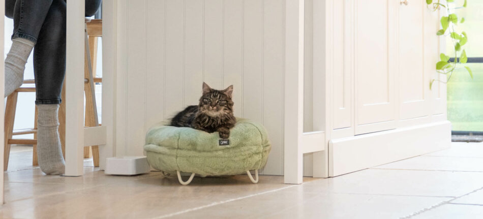 Gatto con la sua cat sitter che si rilassano in cucina - il gatto è su una cuccia Maya Donut di Omlet 