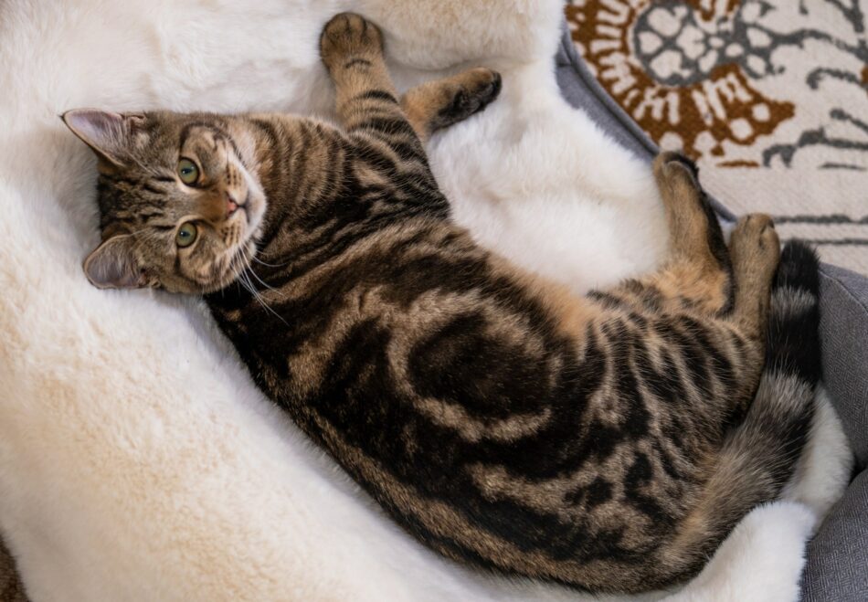 Gatto su una cuccia steso su una coperta elegante in finta pelle di pecora di Omlet 