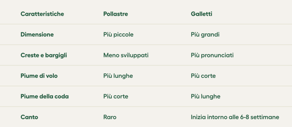 caratteristiche delle pollastre e dei galletti