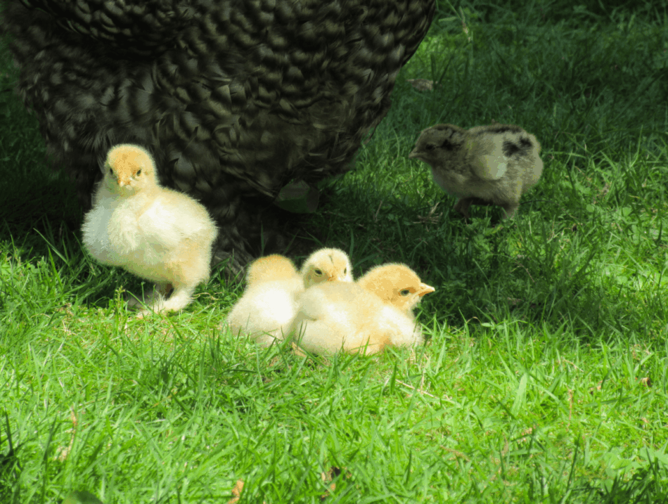 pulcini accanto a una gallina