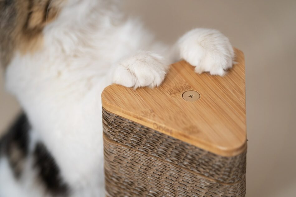 Primo piano delle zampe bianche di un gatto sul tiragraffi Stak di Omlet