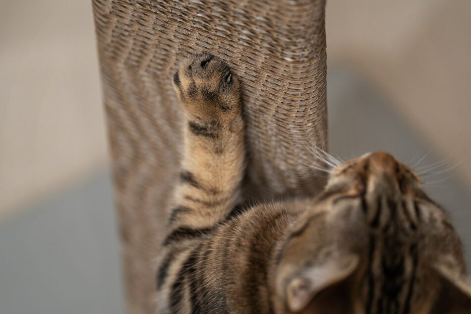 Primo piano delle zampe di un gatto che si affila gli artigli su un tiragraffi Stak di Omlet