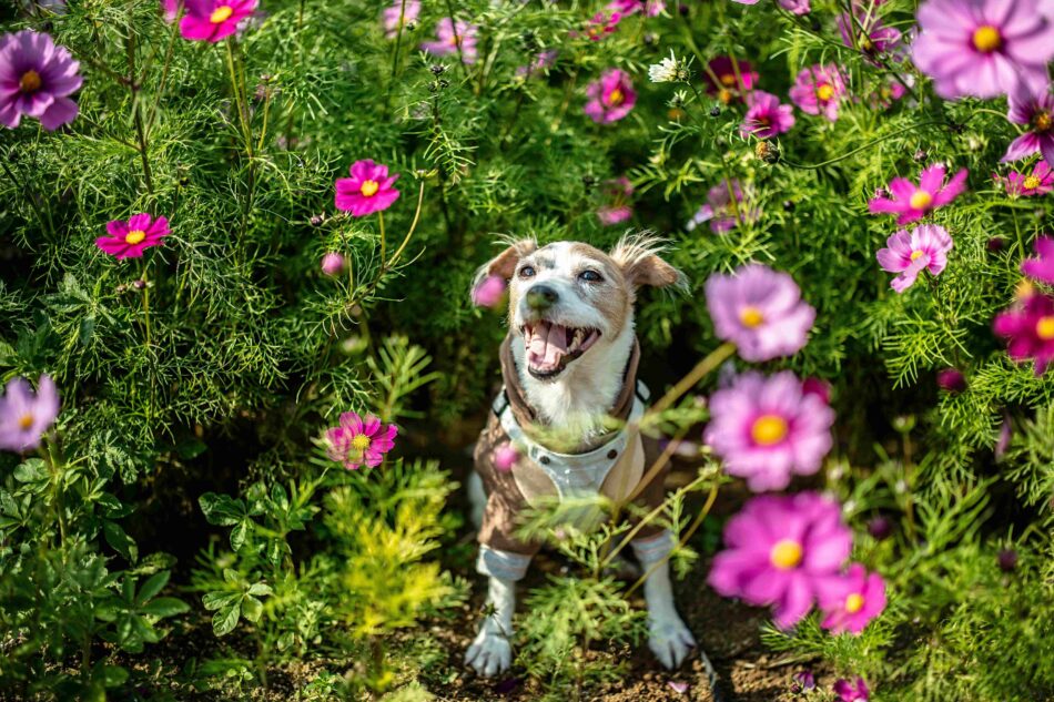 Cane in un giardino circondato da fiori