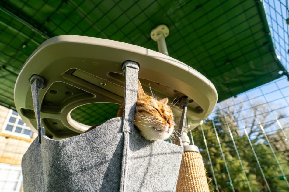 Gatto in un’amaca dell’albero per gatti da esterni Freestyle nel Catio di Omlet 