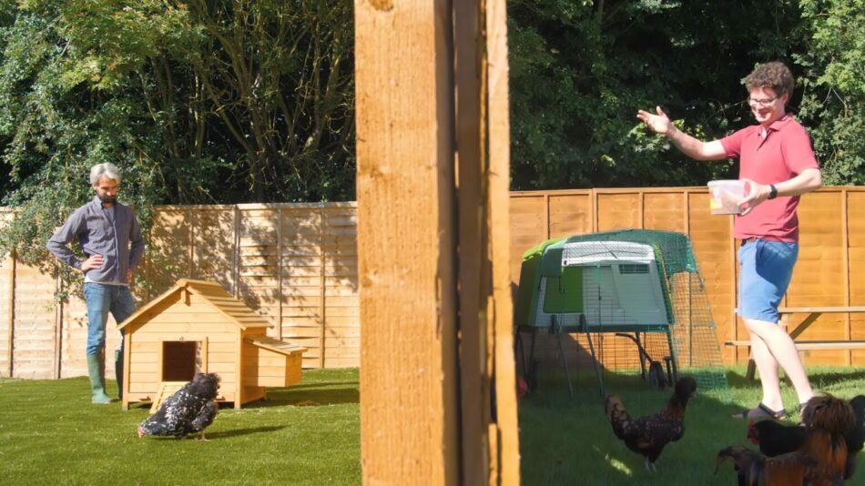 Il pollaio in legno Lenham vs il pollaio Eglu Cube di Omlet  