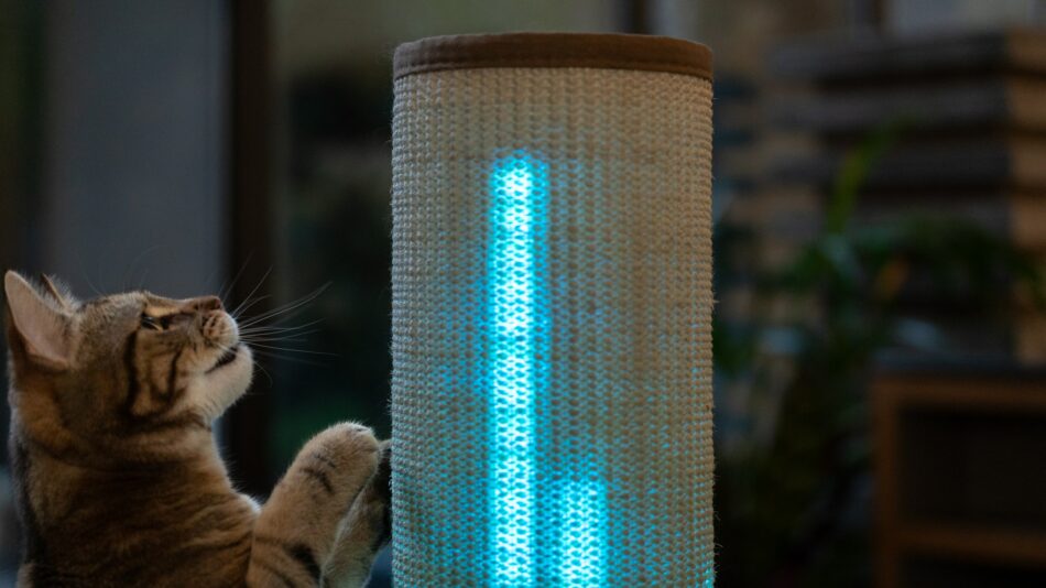 Gatto che guarda il tiragraffi Switch con delle luci blu 