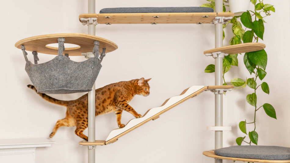 Gatto che sale sull’albero per gatti da interni Freestyle di Omlet - come evitare che il vostro gatto si annoi