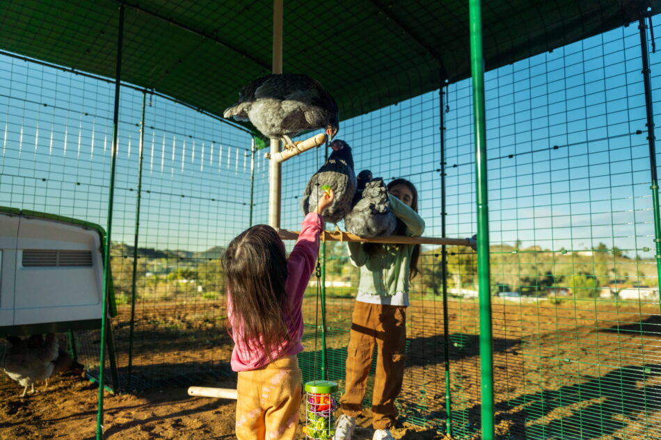 bambine che accarezzano una gallina su un trespolo