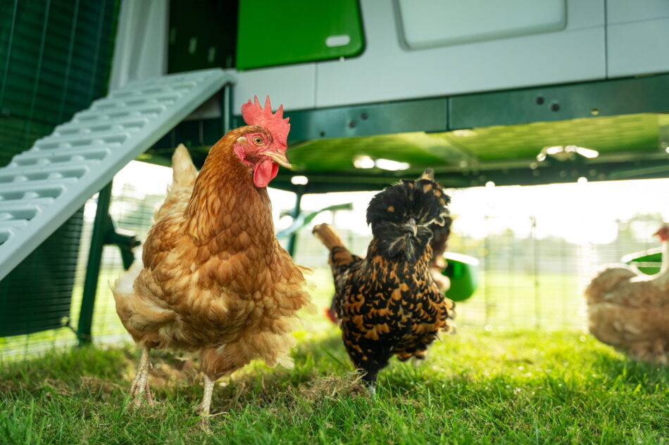 galline di fronte a un pollaio eglu pro