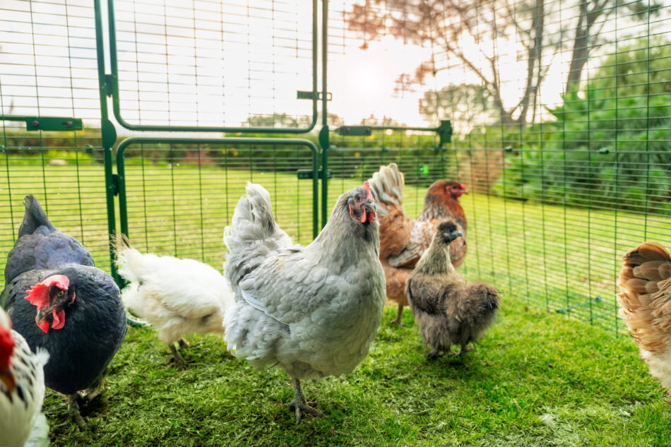 galline in un recinto walk-in