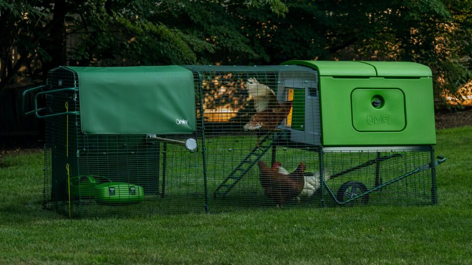 Galline al sicuro nel loro pollaio Eglu Cube di Omlet al calar della notte