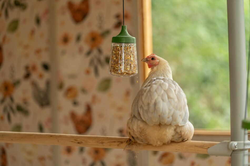 Gallina che usa il Peck Toy seduta su un posatoio PoleTree di Omlet