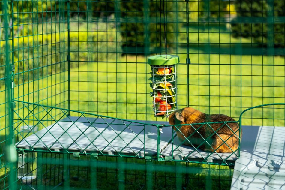 Porcellino d’india che mangia dal dispenser Caddi