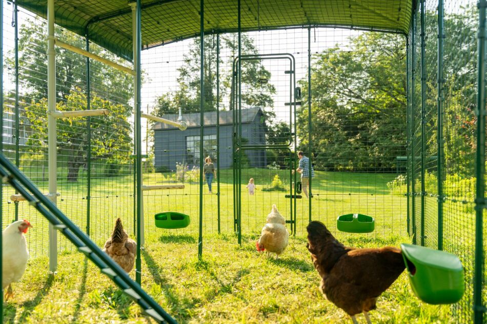 Recinto Walk-In con delle galline e degli accessori