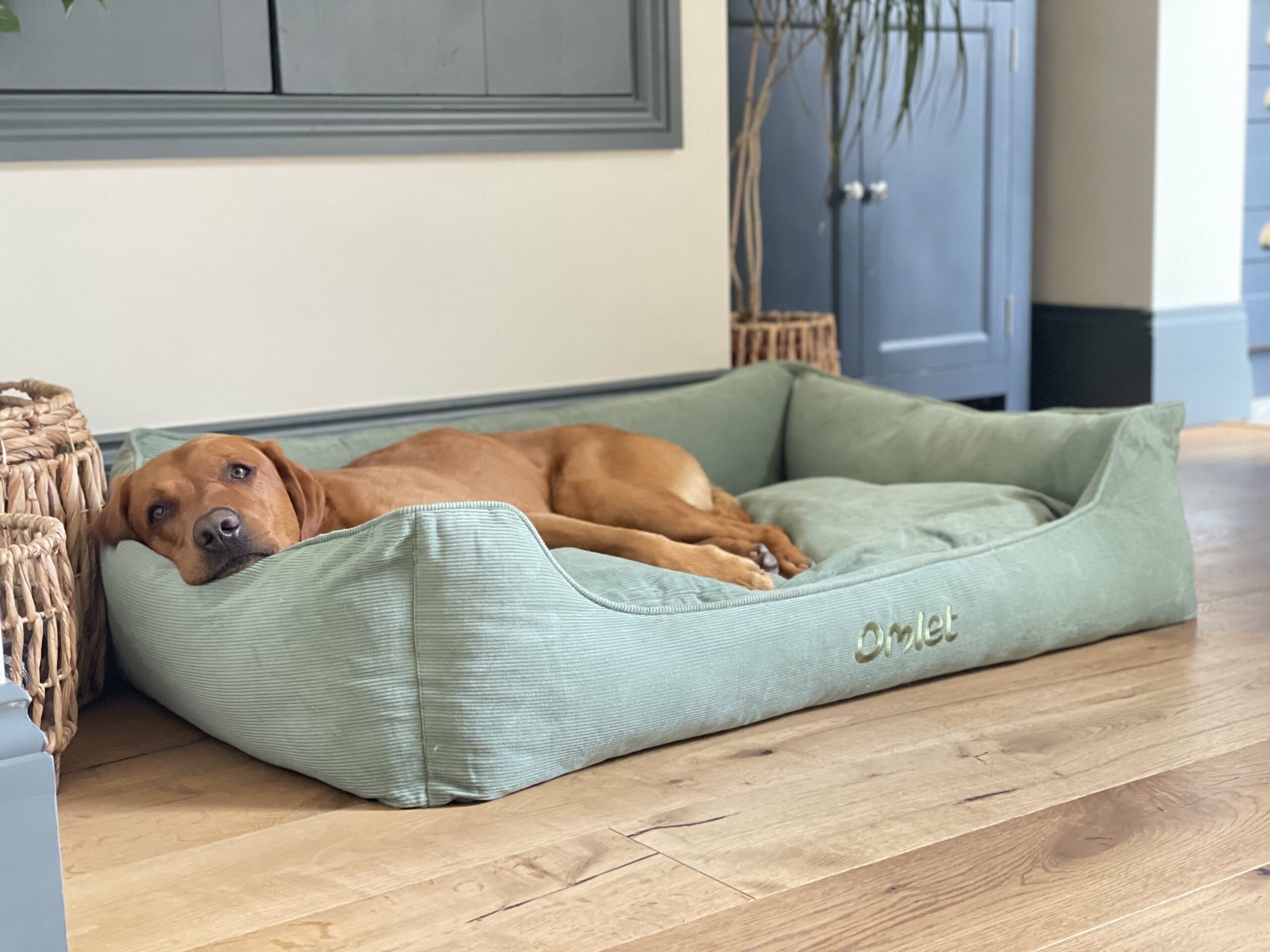Dog on a green Nido dog house from the Corduroy collection