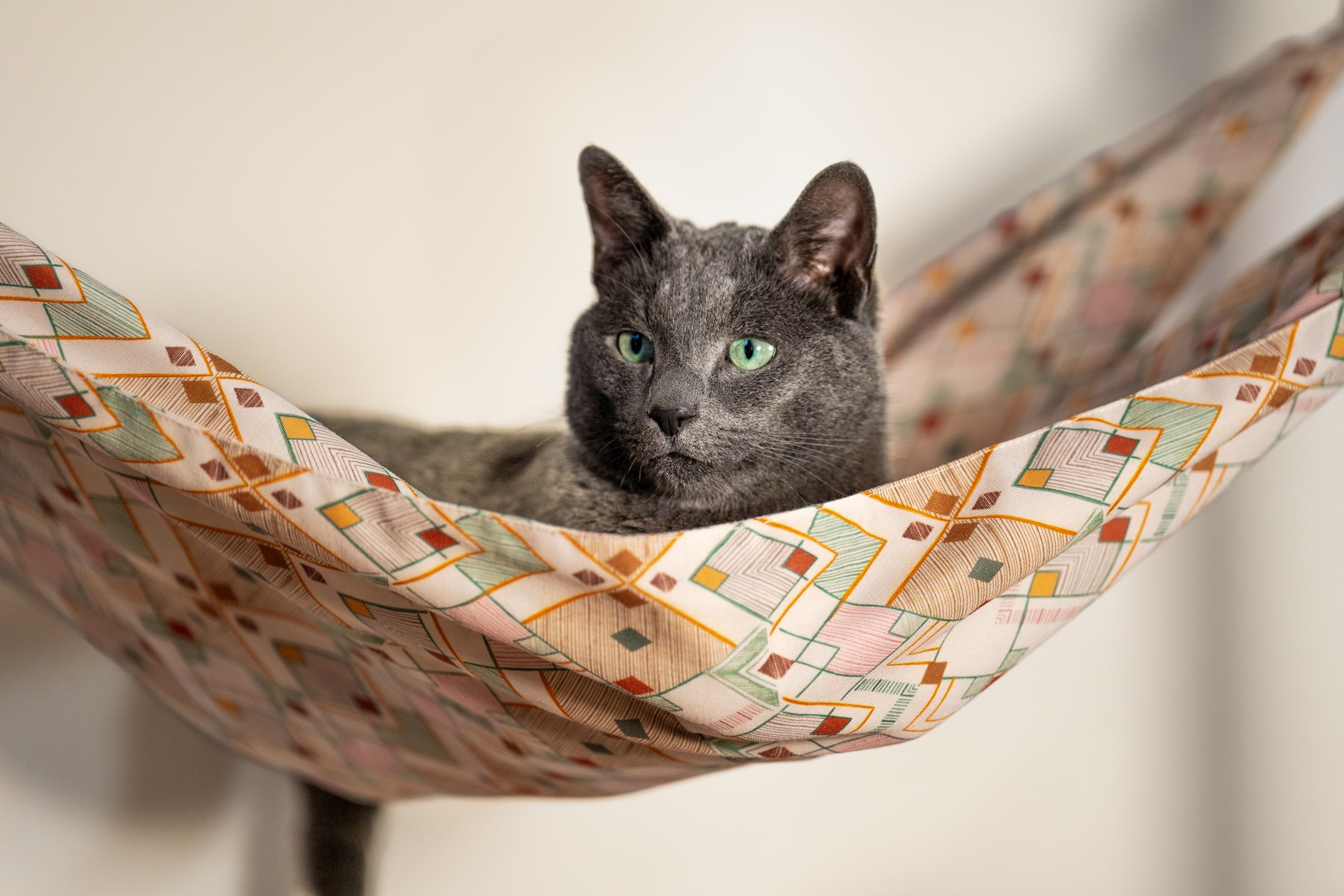 Gray cat in a Freestyle cat hammock