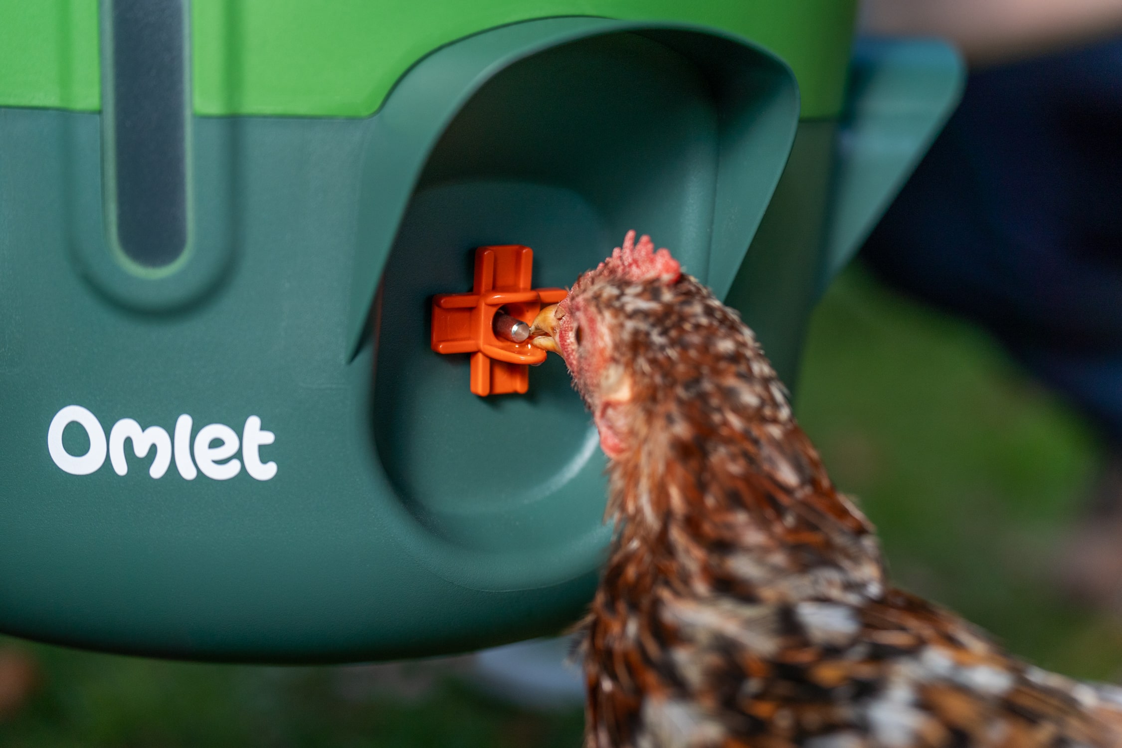 Primo piano di una gallina che beve dall’abbeveratoio con beccucci di Omlet