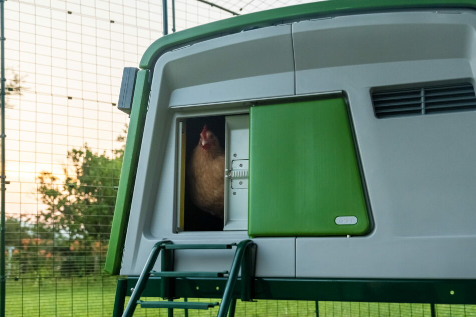 Gallina che esce da un pollaio Eglu Cube dotato di una porta automatica