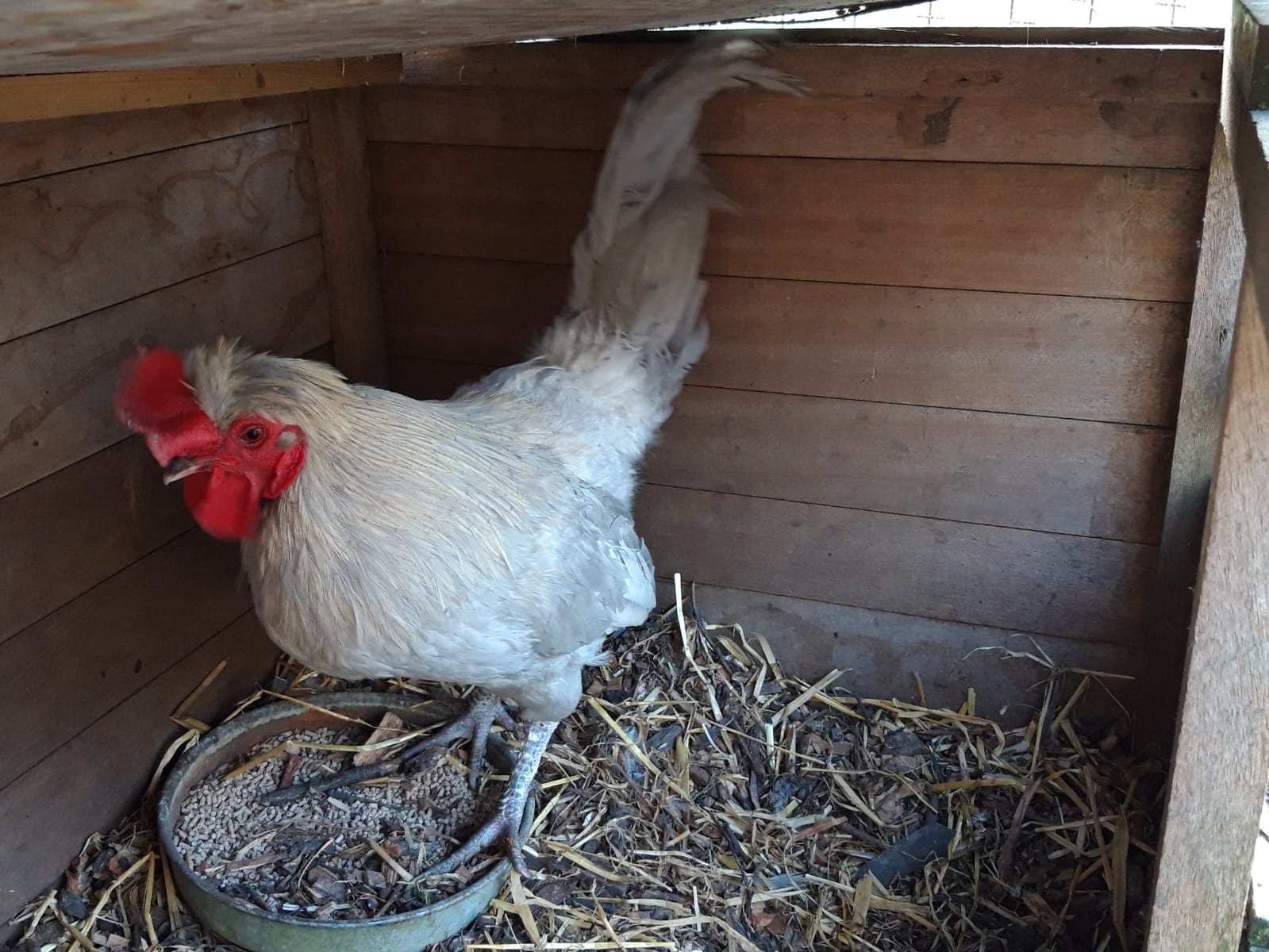 gallo-Araucana-in-un-pollaio-in-legno
