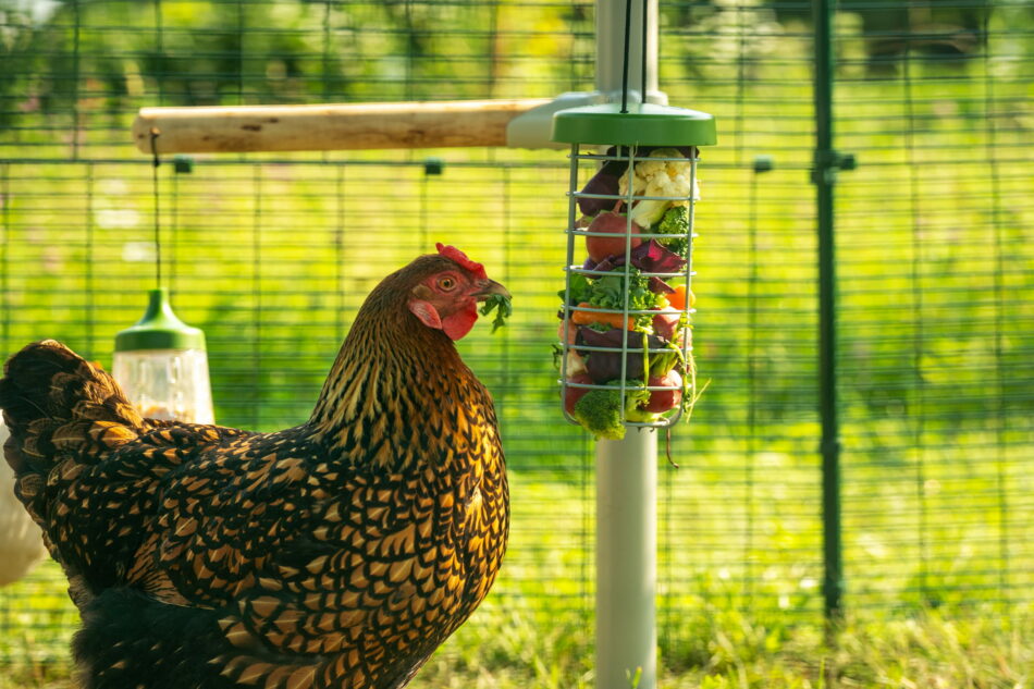 gallina in un recinto walk-in che becca un dispenser di cibo caddi con delle verdure all’interno