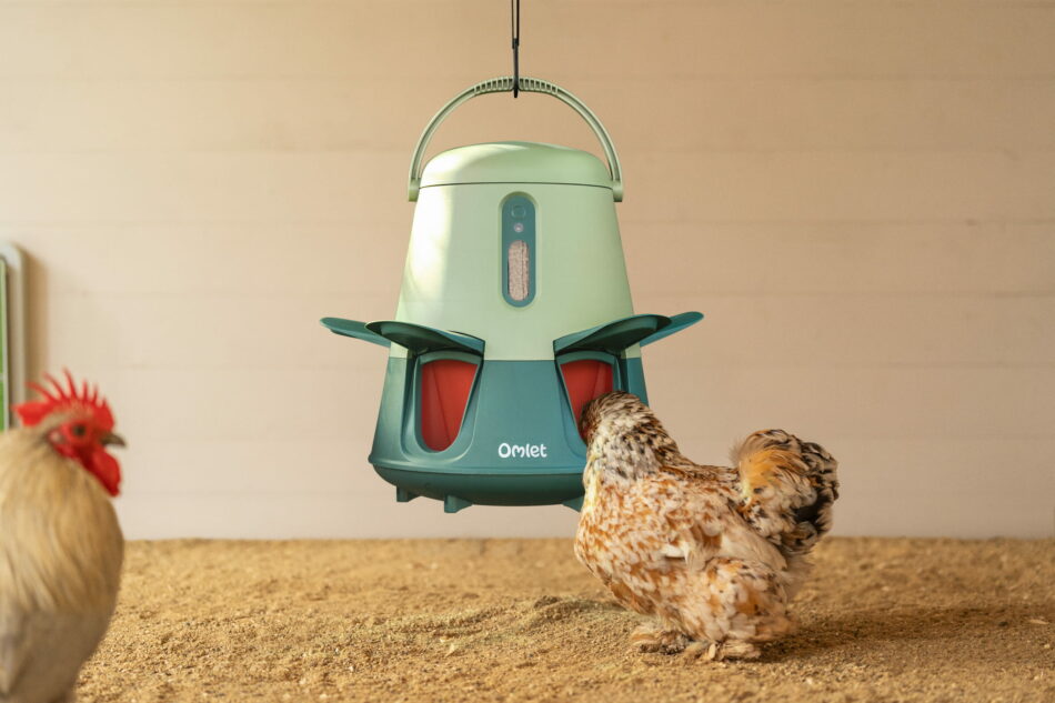 galline che mangiano da una mangiatoia smart di omlet