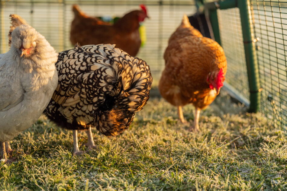 galline che razzolano in un recinto
