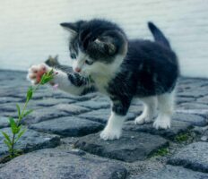 Gattino che gioca con un fiore all’aperto
