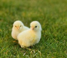 Due galline in piedi insieme all’aperto